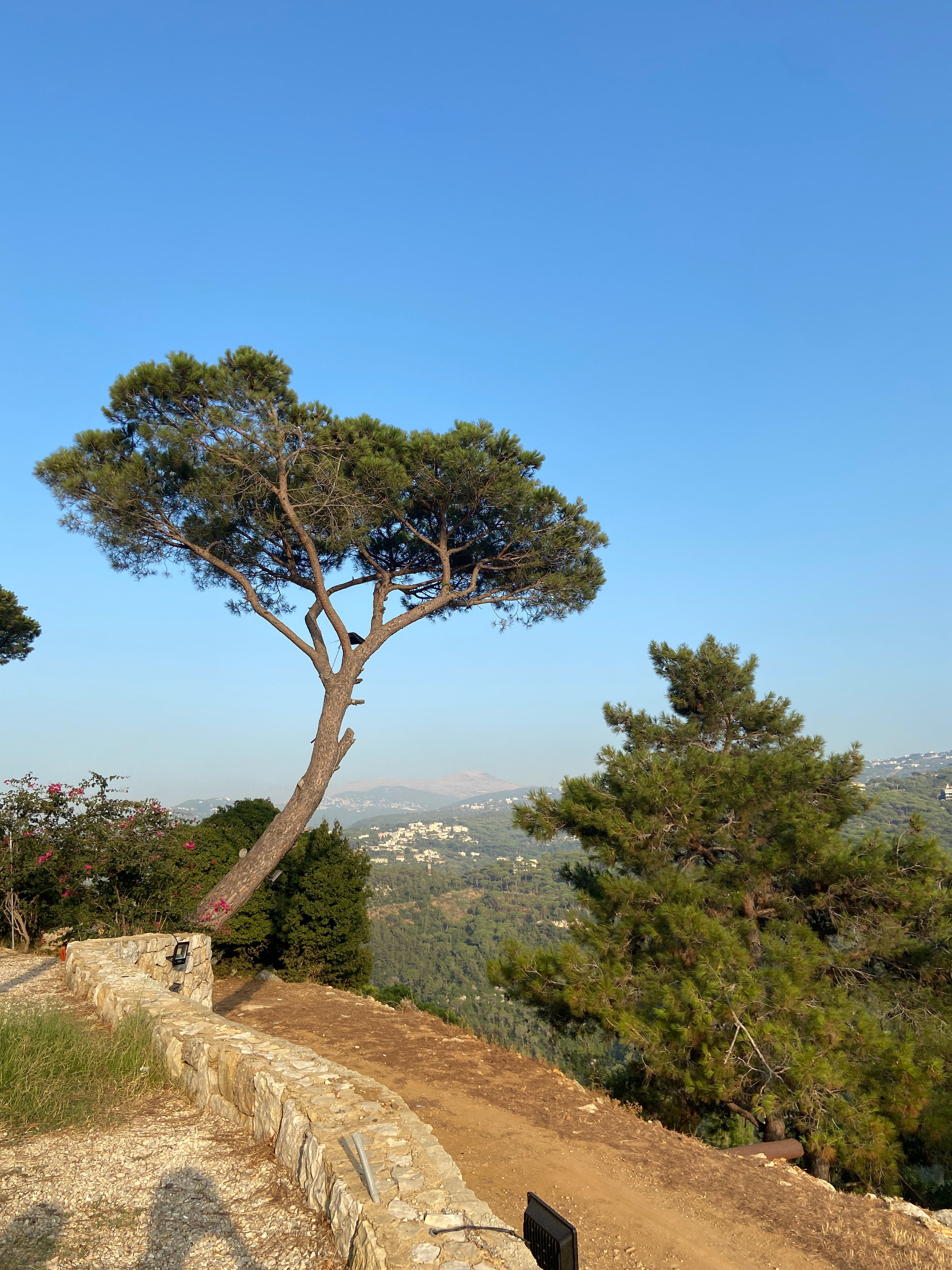 Pine tree in Lebanon mountains